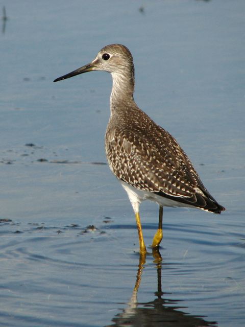 Lesser Yellowlegs