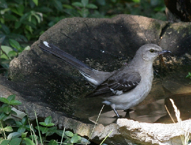 Northern Mockingbird