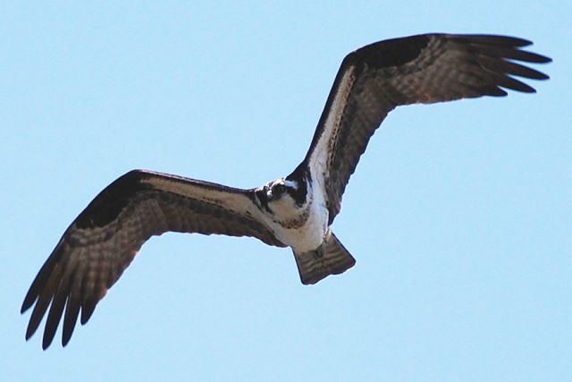 Ospreys