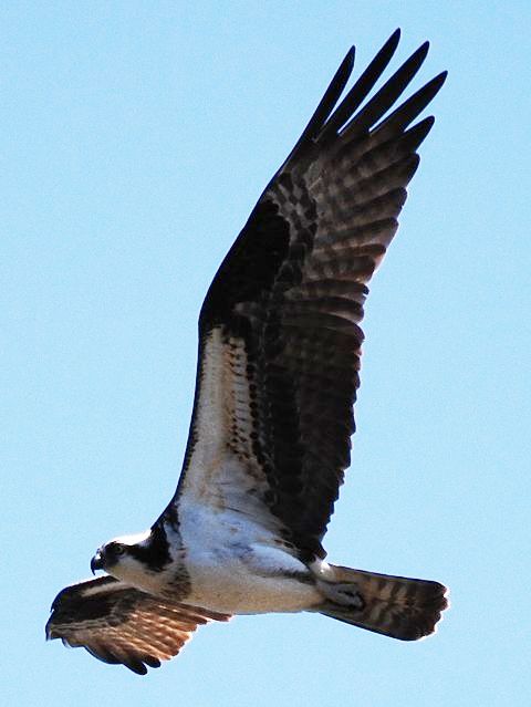 Ospreys