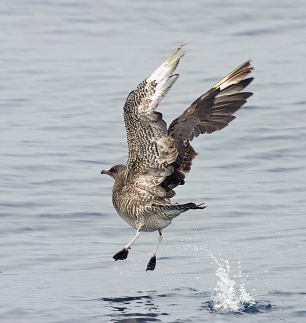 Pomarine Jaegers