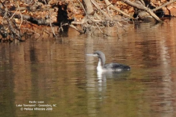 Pacific Loon