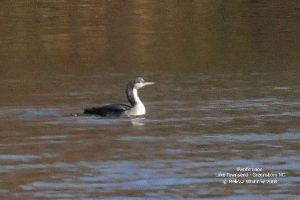 Pacific Loon