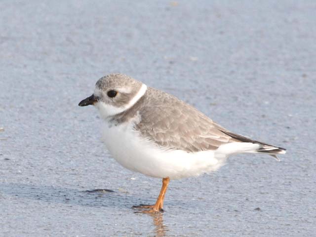 Piping Plover