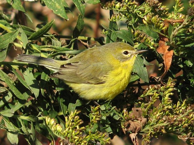 Prairie Warbler