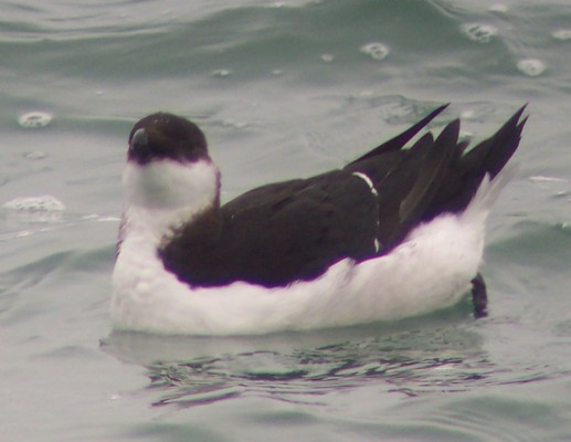 Thick-billed Murre and Razorbills