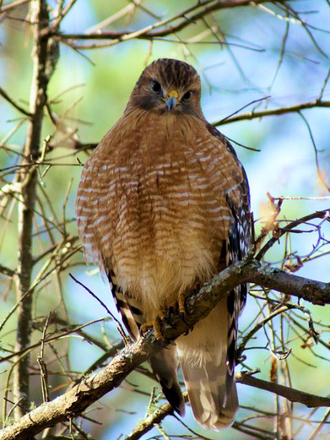 Red-shouldered Hawk