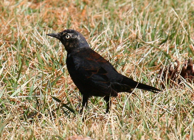 Rusty Blackbird