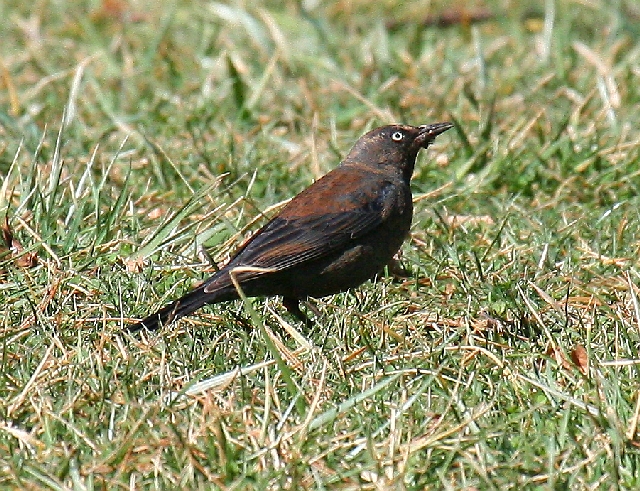 Rusty Blackbird