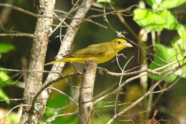 Summer Tanagers