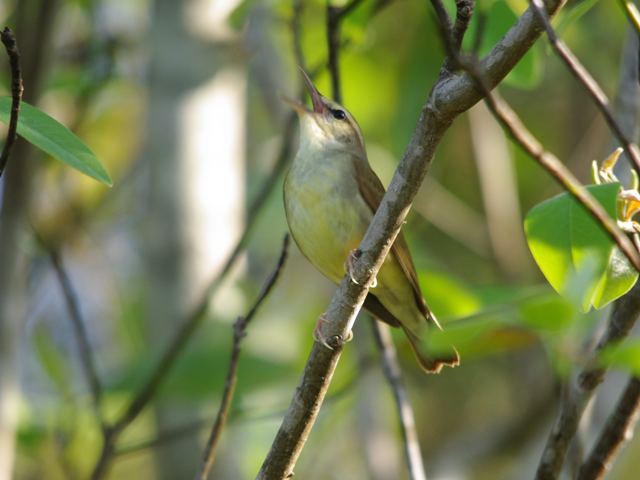 Swainson's Warbler