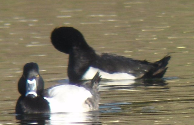 Tufted Duck