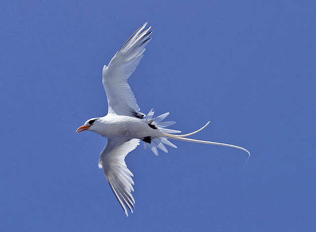 White-tailed Tropicbirds