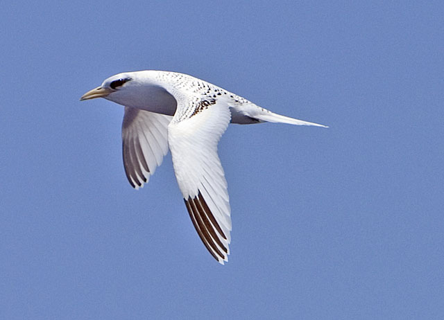 White-tailed Tropicbirds