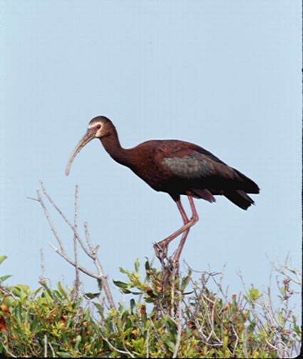 White-faced Ibis