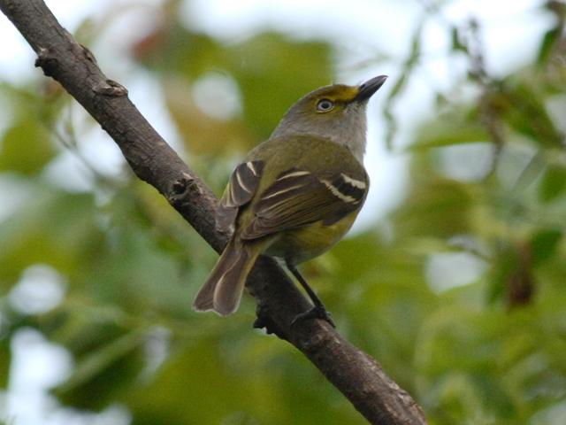 White-eyed Vireos