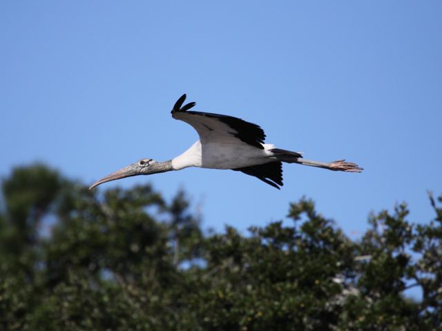 Wood Stork