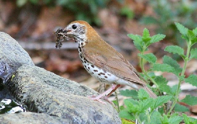 Wood Thrush