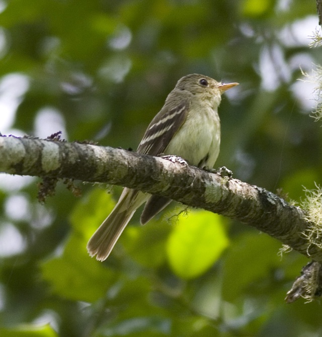 Acadian Flycatcher