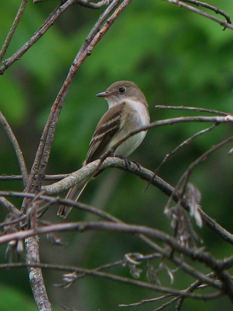 Alder Flycatcher