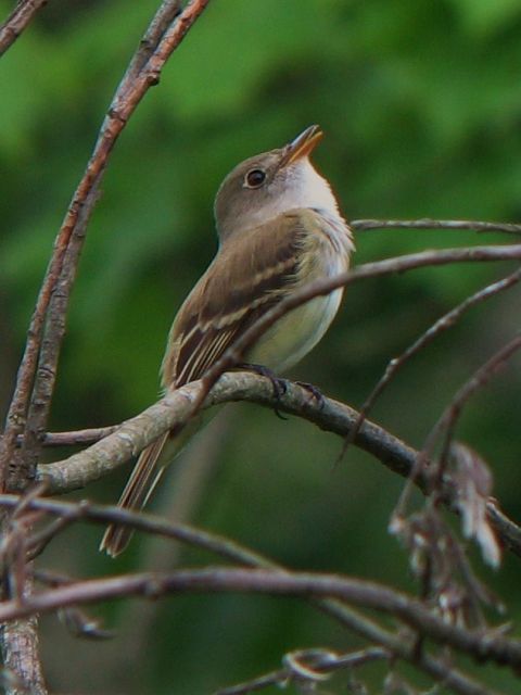 Alder Flycatcher