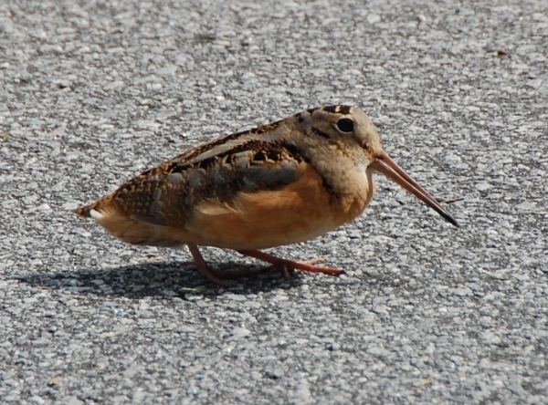 American Woodcock