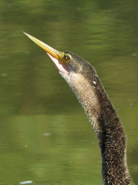 Anhinga