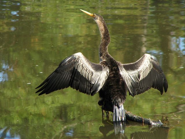 Anhinga