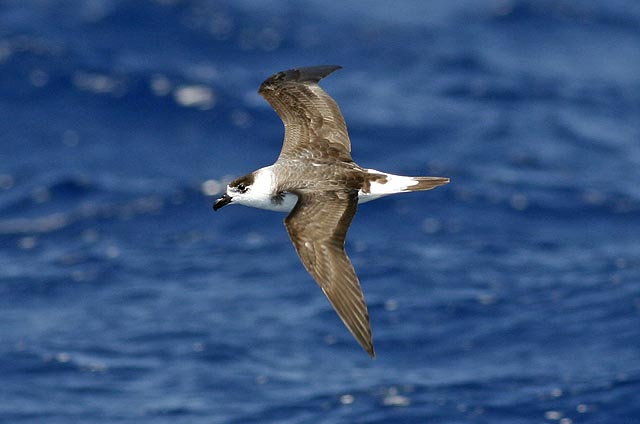 Black-capped Petrel