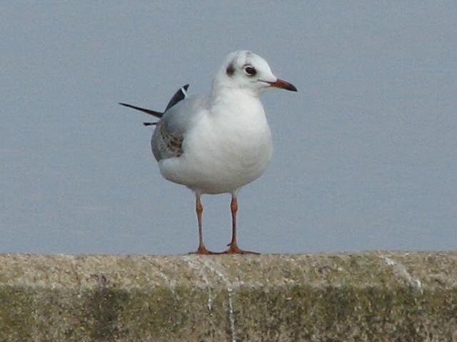 Black-headed Gull