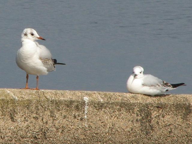 Black-headed Gull