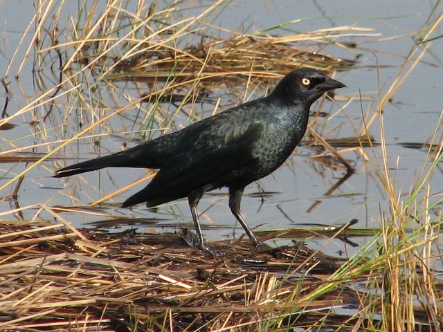 Brewer's Blackbird