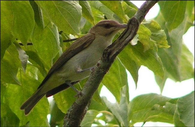 Black-whiskered Vireo