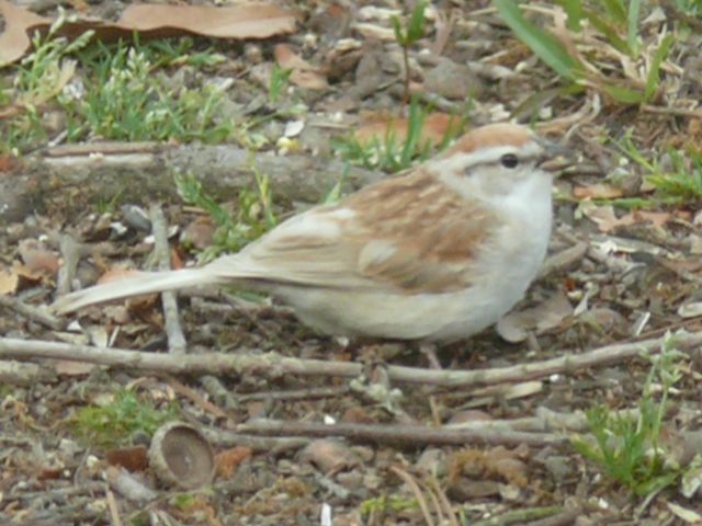 Chipping Sparrow