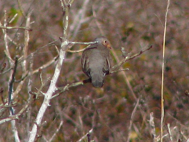 Common Ground-Dove