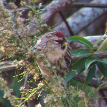 Redpoll