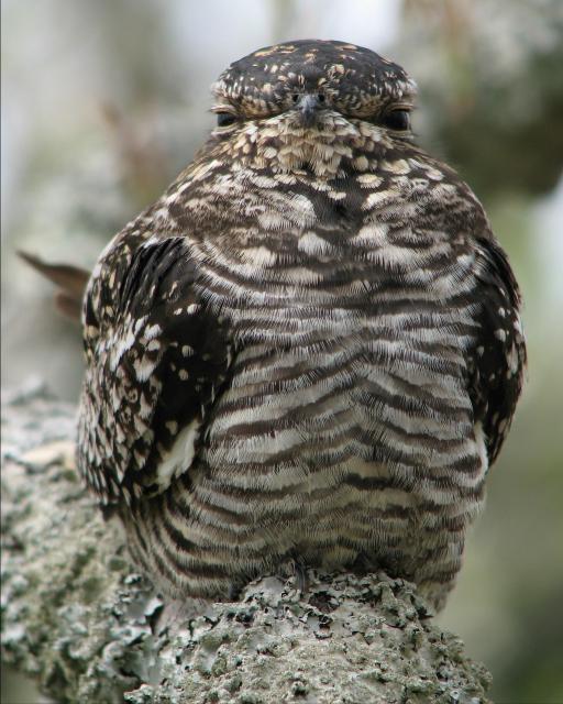 Common Nighthawk