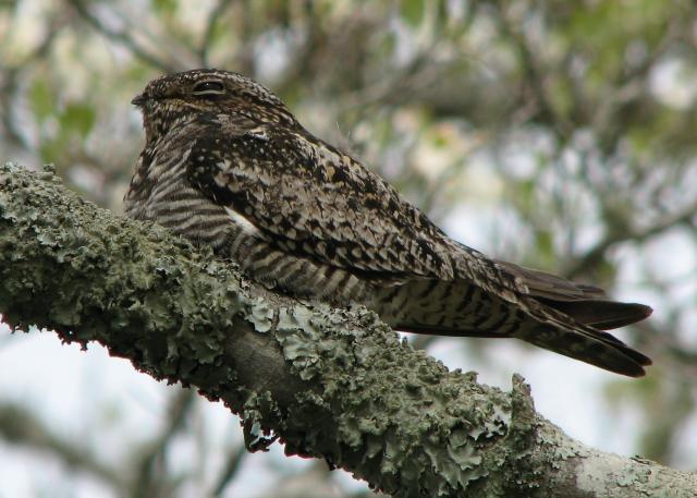 Common Nighthawk