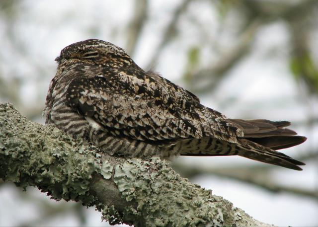 Common Nighthawk