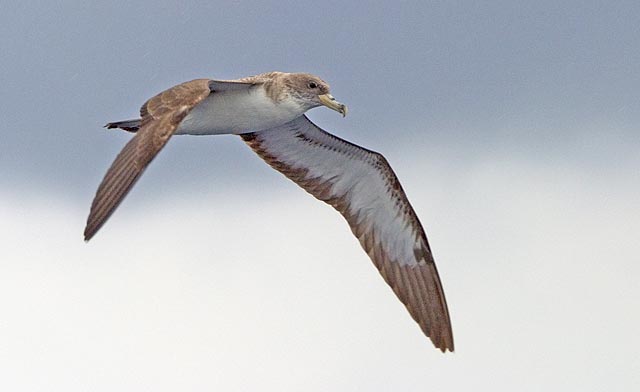 Cory's Shearwater