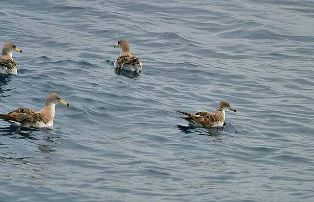 Cape Verde Shearwater