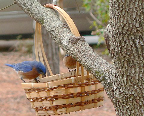 Eastern Bluebirds