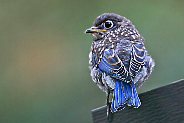 Eastern Bluebird