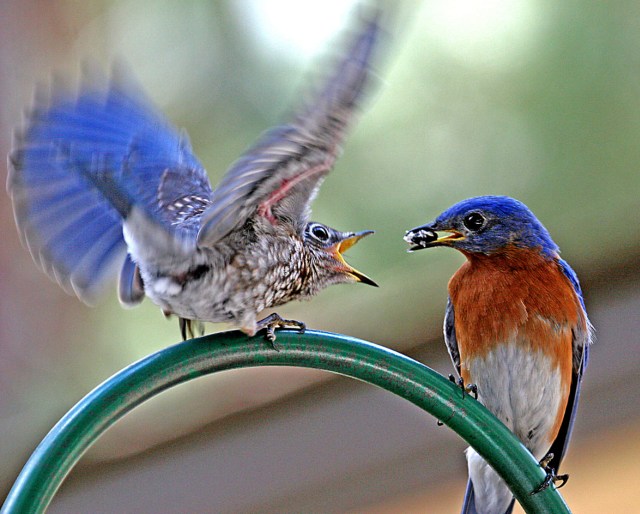 Eastern Bluebird