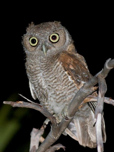 Eastern Screech-Owl