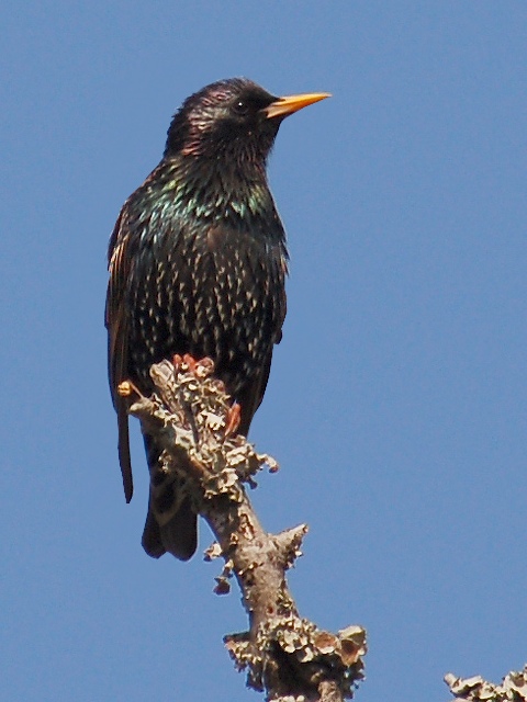 European Starlings