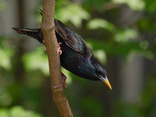 European Starlings