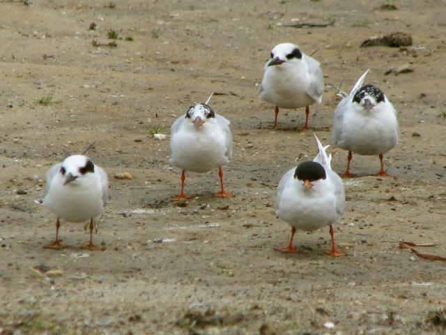 Forster's Terns