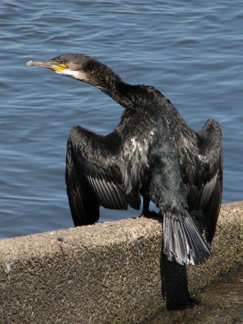 Great Cormorant