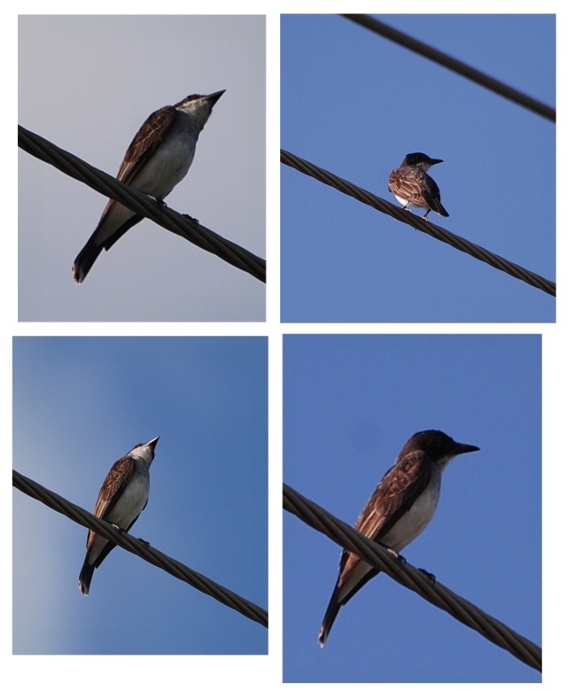 Gray Kingbird